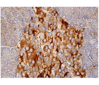 immunohistochemistry image from recommended Neu1 (F-8) monoclonal antibody replacement. Image 159640