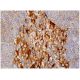 immunohistochemistry image from recommended Neu1 (F-8) monoclonal antibody replacement. Image 159640