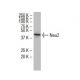 Neu2 Antibody (37Y) - Western Blotting - Image 33943