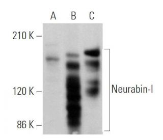 Neurabin-I Antibody (D-4) - Western Blotting - Image 360779 