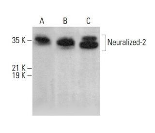 Neuralized-2 Antibody (A-11) - Western Blotting - Image 375586 