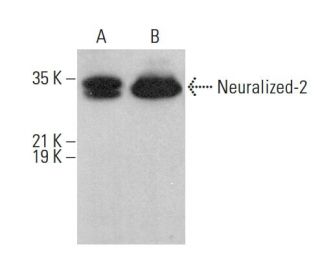 Neuralized-2 Antibody (A-11) - Western Blotting - Image 375591