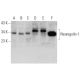 western blotting image from recommended Neuregulin-1/NRG1 (E-12) monoclonal antibody replacement. Image 353452