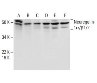 Neuregulin-1/NRG1 Antibody (D-10) - Western Blotting - Image 291908 