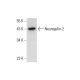 Neuregulin-2 Antibody (A-12) - Western Blotting - Image 306544 