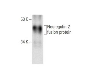 Neuregulin-2 Antibody (H-8) - Western Blotting - Image 295953