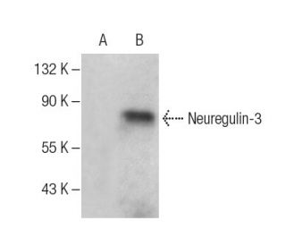 Neuregulin-3 Antibody (D-3) - Western Blotting - Image 286784