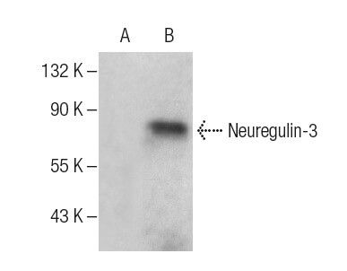 Neuregulin3 Antibody (D3) SCBT Santa Cruz Biotechnology