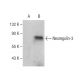 Neuregulin-3 Antibody (D-3) - Western Blotting - Image 286784
