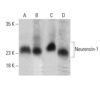 Neurensin-1 Antibody (22) - Western Blotting - Image 387981 