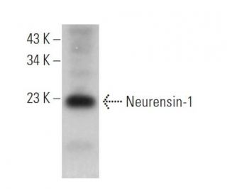 Neurensin-1 Antibody (22) - Western Blotting - Image 371108Each CRISPR/Cas9 Knockout (KO) Plasmid product consists of a pool of 3 plasmids designed to ensure identification and cleavage of a specific gene for maximum knockout efficiency. Each plasmid encodes a unique 20 nt sequence derived from the GeCKO (v2) library. 