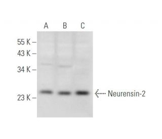 Neurensin-2 Antibody (H-9) - Western Blotting - Image 344577