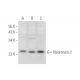Neurensin-2 Antibody (H-9) - Western Blotting - Image 344577