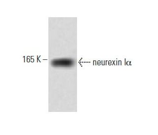 western blotting image from recommended neurexin I&alpha; (17) monoclonal antibody replacement. Image 60379