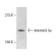 neurexin Iα Antibody (17) - Western Blotting - Image 399334