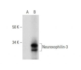 Neurexophilin-3 Antibody (B-11) - Western Blotting - Image 292916
