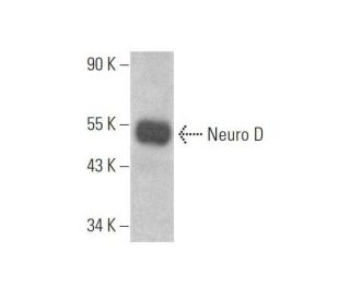 Neuro D Antibody (A-10)