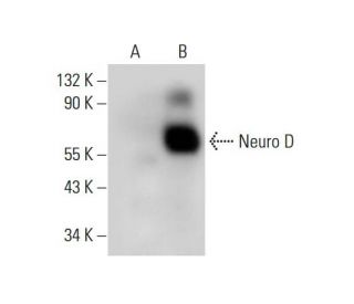 Neuro D Antibody (G-12) - Western Blotting - Image 309741 