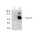 Neuro D Antibody (G-12) - Western Blotting - Image 309742
