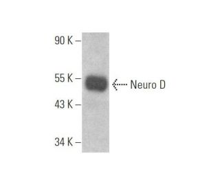 western blotting image from recommended Neuro D (A-10) monoclonal antibody replacement. Image 353343