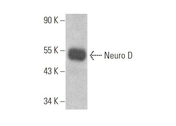 Neuro D Antibody (N-19) | SCBT - Santa Cruz Biotechnology