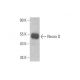western blotting image from recommended Neuro D (A-10) monoclonal antibody replacement. Image 353343