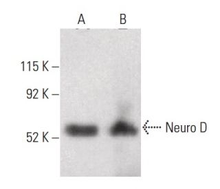 Neuro D Antibody (A-10) - Western Blotting - Image 400393