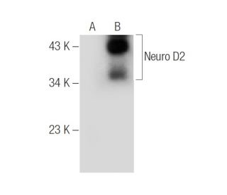 Neuro D2 Antibody (G-10) - Western Blotting - Image 145609
