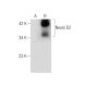 Neuro D2 Antibody (G-10) - Western Blotting - Image 145609