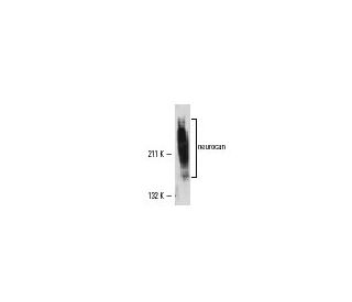 neurocan Antibody (650.24) - Western Blotting - Image 11112 