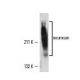 neurocan Antibody (650.24) - Western Blotting - Image 11112 