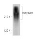 neurocan Antibody (650.24) - Western Blotting - Image 377708 
