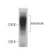 neurocan Antibody (650.24) - Western Blotting - Image 377713