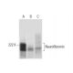 Neurofibromin Antibody (E-8) - Western Blotting - Image 303502