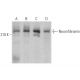 Neurofibromin Antibody (E-8) - Western Blotting - Image 375106 