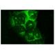 Neurofibromin Antibody (McNFn27b) - Immunofluorescence - Image 442