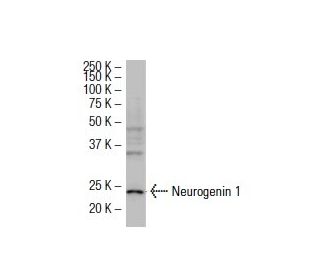 western blotting image from recommended Neurogenin 1 (OR-7) monoclonal antibody replacement. Image 33709