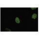 Neurogenin 1 Antibody (OR-7) - Immunofluorescence - Image 35530