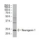 Neurogenin 1 Antibody (OR-7) - Western Blotting - Image 33709 