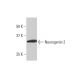 Neurogenin 2 Antibody (2A8) - Western Blotting - Image 352211 