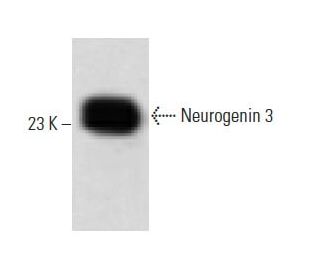 Neurogenin 3 Antibody (7) - Western Blotting - Image 60380