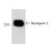 Neurogenin 3 Antibody (7) - Western Blotting - Image 60380