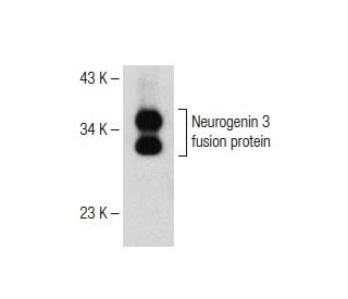 western blotting image from recommended Neurogenin 3 (C-7) monoclonal antibody replacement. Image 150636