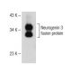 Neurogenin 3 Antibody (C-7) - Western Blotting - Image 150636 