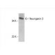 Neurogenin 3 Antibody (C-7) - Western Blotting - Image 392860