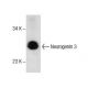 Neurogenin 3 Antibody (E-8) - Western Blotting - Image 157522
