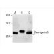Neurogenin 3 Antibody (E-8) - Western Blotting - Image 392575 