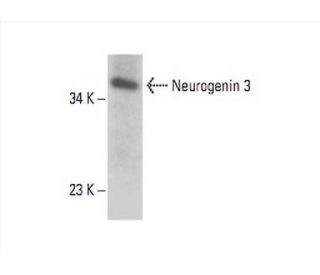 Neurogenin 3 Antibody (C-7) - Western Blotting - Image 392860Each CRISPR/Cas9 Knockout (KO) Plasmid product consists of a pool of 3 plasmids designed to ensure identification and cleavage of a specific gene for maximum knockout efficiency. Each plasmid encodes a unique 20 nt sequence derived from the GeCKO (v2) library.