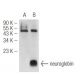 western blotting image from recommended neuroglobin (G-11) monoclonal antibody replacement. Image 45473