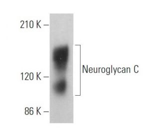 Neuroglycan C Antibody (A-7) - Western Blotting - Image 369408 